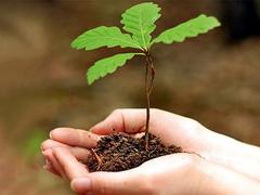 Акция «Посади своё дерево» в Люберцах